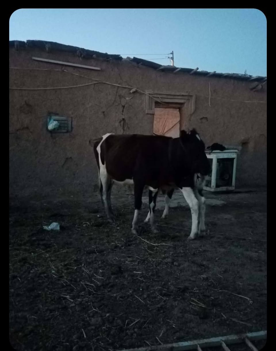 بقره ضحيه الشراي يتصل
***********
