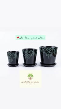 سندان صيني درجة اولى🇨🇳💪  أناقة السندان قبل أناقة النبتة!🪴✨ تحفة فنية ت...