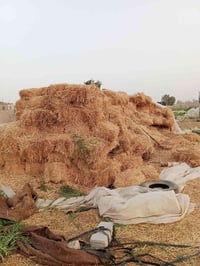 توجد كبسات تبن للبيع للتواصل 07838044708