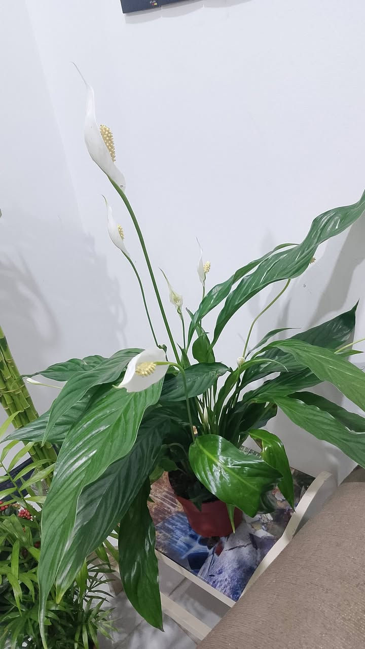 اجمل نباتات الضليه بأنسب الاسعار
يوجد لدنيا خدمه توصيل لجميع المناطق ٣ الف فقط 
لل استفسار مراسلة الصفحه


**إذا كنت صاحب هذا الإعلان وتريد حذفه لأي سبب، رجاءا أرسل رسالة إلى الدعم الفني**