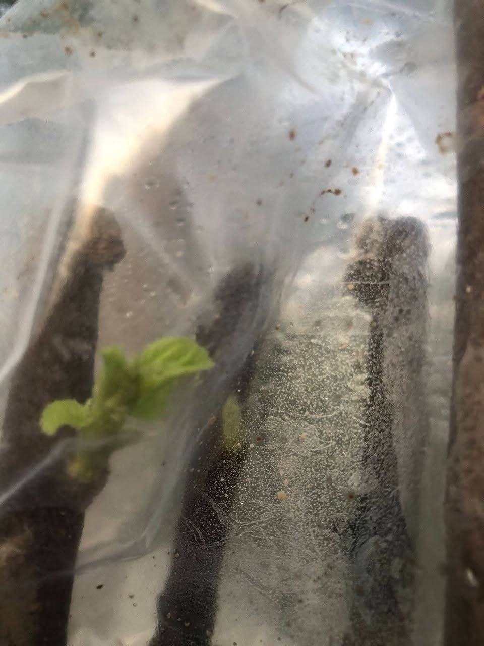 تطعيم كافه انواع السدر ( النبك) 
***********
