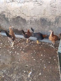 فروج • زوج • كلهن