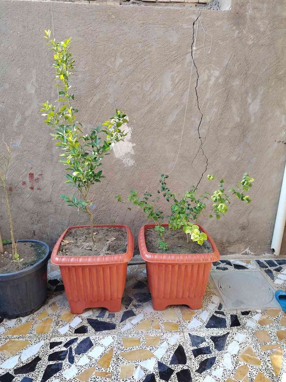 الي ما عنده حديقة هذه السنادين تفيده أكبر حجم رارنج صيني ورارنج عراقي وورد رازقي وبرتقال عراقي واكاسه ام الورد الصفر سعر الوحده ٣٥ الف الاتصال ***********
