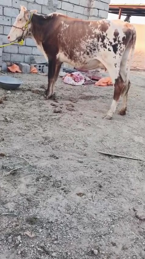 بجر لجبه ام ثاني بطن مكفوله شرط الجني 
ماخذه الفحل.  شهرين.. سعر مناسب 1450قفل 
العنوان بابل الحمزه الغربي 
***********واتساب 
*********** اتصال

