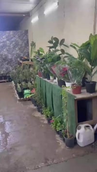 الحيرة • شارع الصنين • حي النعمان