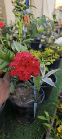 ورود وشجار • متسلقات • أبو سيف الجوراني