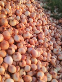 فسقه • درجة أولى