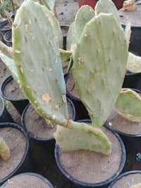 صبار تين الشوكي • أصفر وأحمر • كوفة شارع عبد العال