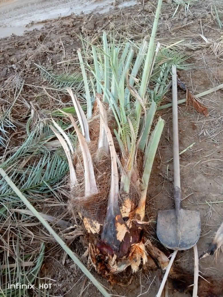 يوجد فسايل زهدي للبيع مثل ما تشوف كدامك حيل كبار 

السعر 15الف 

***********
