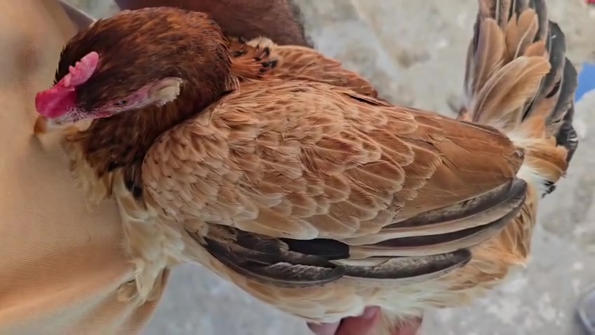 سلام عليكم متاح ثلاث دجاجات مطوك ومطوك كريمي بياضات اول مبياض الهن
حلال طيب وراقي مال بيت وجني 

سعر التك 35 الف قفل بدون عملة 
ينباعن شلع بدون تفريد 

مكاني كربلاء ويوجد توصيل جميع المحافظات للحجز راسلني خاص وتدلل


**إذا كنت صاحب هذا الإعلان وتريد حذفه لأي سبب، رجاءا أرسل رسالة إلى الدعم الفني**