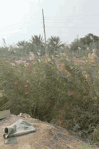 بحيره  للبيع مجازه 10دونم طابو على سند 25 بسمي توجد كافة الخدمات بيها الموقع المدائن سلمان  باك الچ للاستفسار الاتصال على الرقم ***********
