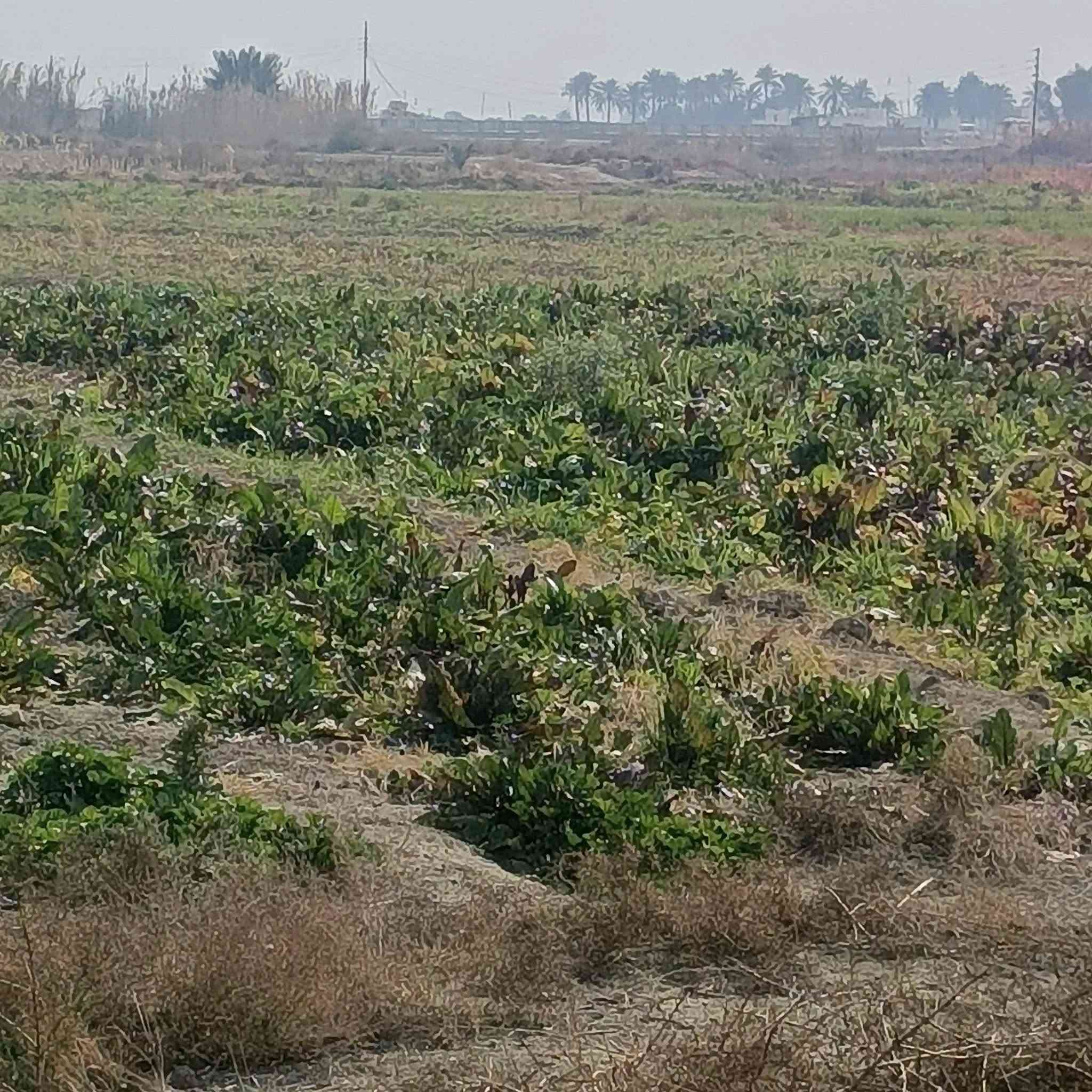 السلام عليكم ورحمة الله #2دونم #للمراوس #بسيارة حديثة واجهة 50ونزال 100تصلح مزرعة اوسكن  تبعد عن طريق السريع الدورة 5دقايق وعن المحمودية 5دقايق  العنوان بغداد الرشيد الجسر الثالث جسر عدنا الفهد قرب نهر القائد متوفر خدمات ماء سقي مع بير ارتوازي مع كهرباء وتبليط #***********#
