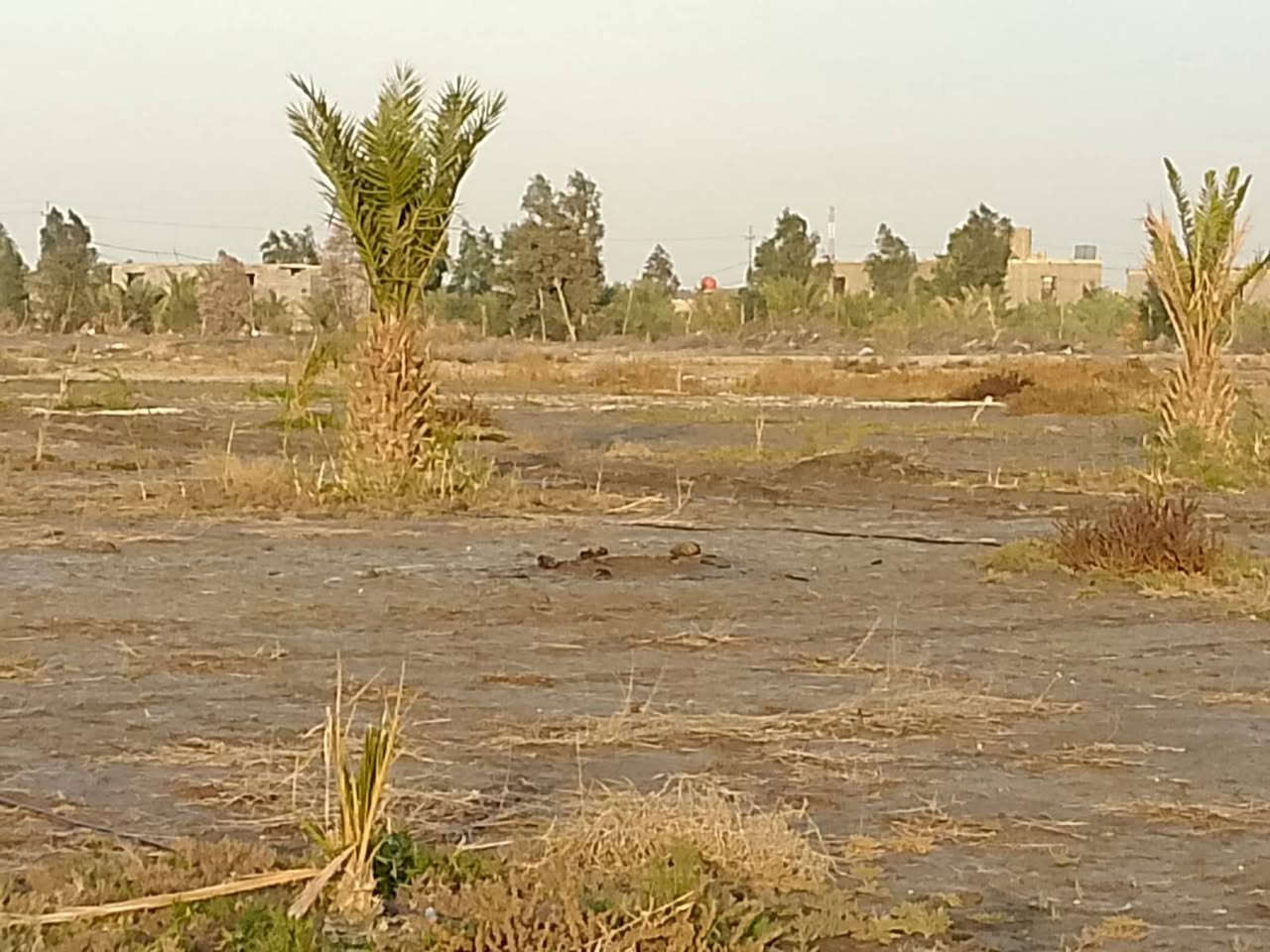 أرض زراعية المساحة 1000متر مربع بأبعاد وجه65 بنزال 200 متر الخدمات متكامله ماء و كهرباء وتبليط وملعب خماسي ومدارس وخط سحب  الأرض تقع قرب المجمع البناني ومجمع الأمام الرضا ولأرض المخدومة وتبعد عن الشارع العام 100 متر البيع حسب المساحة المطلوبه  يعني يمكن بيع مساحه 200 متر منها او 300 متر للاستفسار الاتصال على الرقم *********** مكلف بنشر
