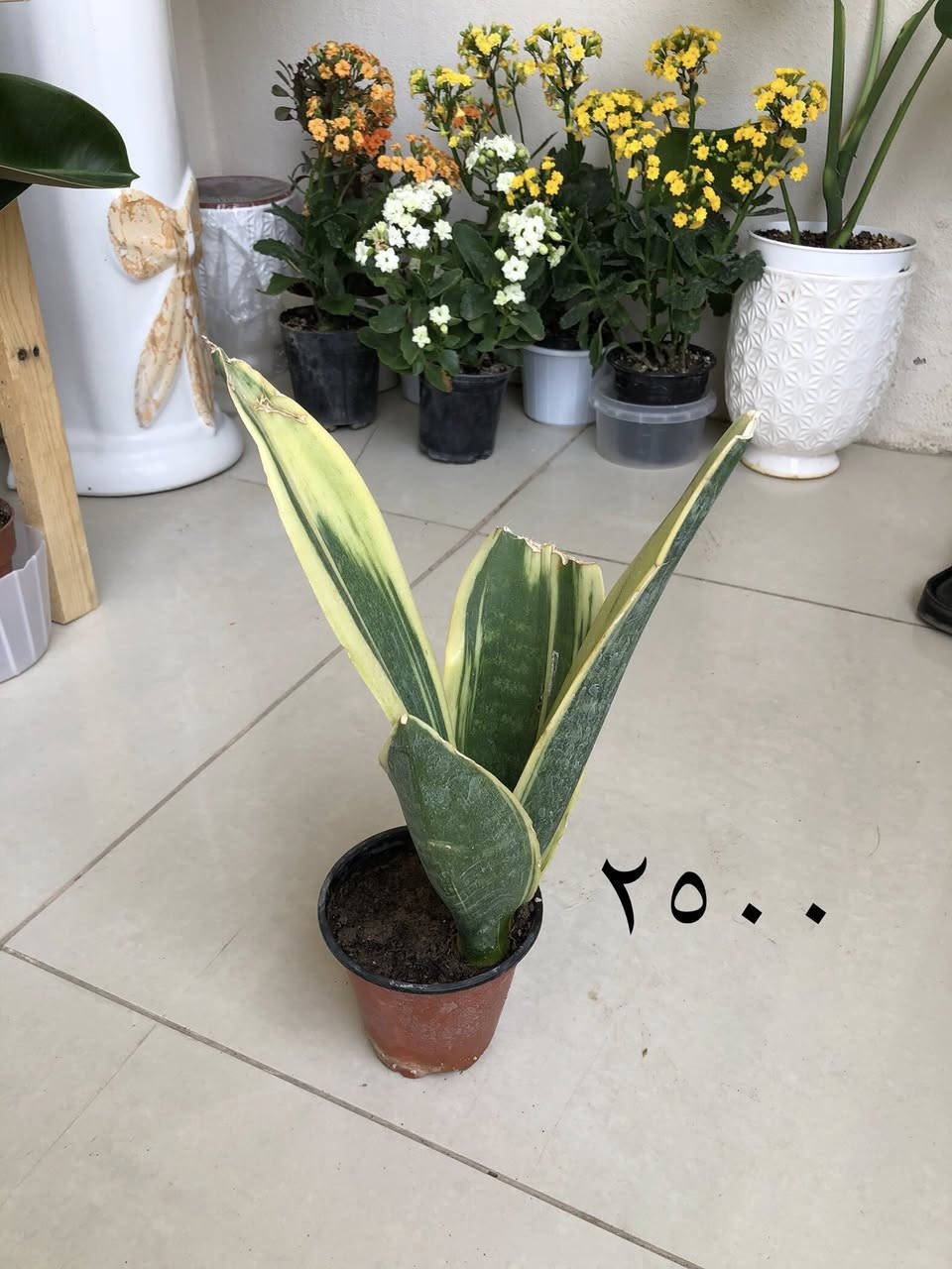 بۆ فرۆشتن گەیاندنمان هەیە


**إذا كنت صاحب هذا الإعلان وتريد حذفه لأي سبب، رجاءا أرسل رسالة إلى الدعم الفني**