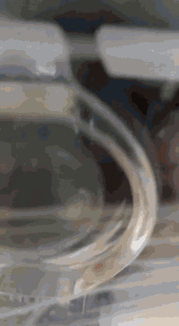 سيفان • موديل ٢٦ • بابل