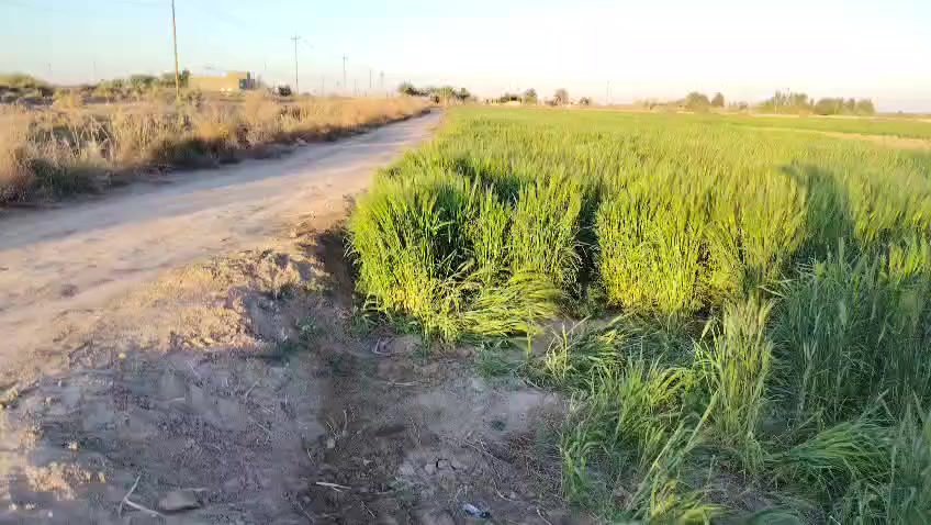 السلام عليكم 5دونمات ونص للبيع
حالين مزروعه شعير وجت طابو 117 
رقم الهاتف ***********
مكان الكاع طريق الحمزه السياحي مقابيل ال سند ال دخان
