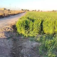 ٥ دونم ونص • مزروع شعير • طريق الحمزه السياحي