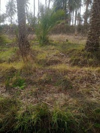 الجوادية • ٥ دونم • ١٢٠ نخلة