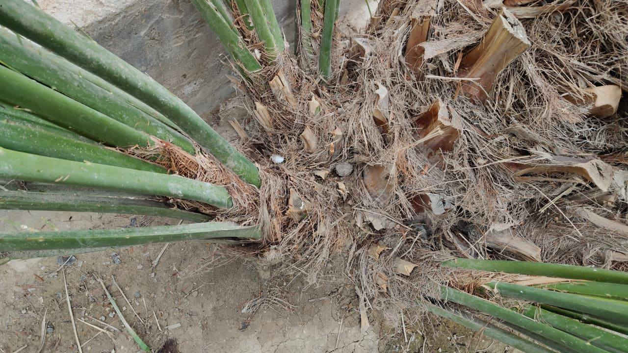 فسائل بحري العدد 3
***********
