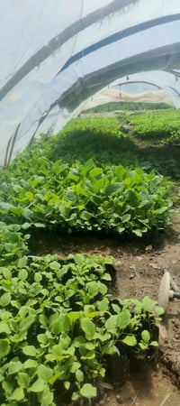 شتلات باذنجان • شتلات فلفل • مشتل العذاري