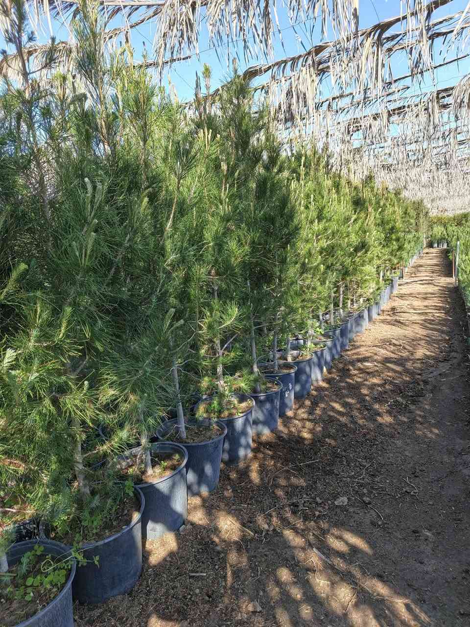 اللهم صل على محمد وآل محمد
للباحثين عن الفخامة والتميز، نوفر لكم كميات كبيرة من أشجار  الصنوبر (شمع دان).
✅ جاهزة للغرس الفوري.
✅ متوفرة بجميع الأحجام (من الشتلات الصغيرة إلى الأشجار الكبيرة).
✅ مثالية لتزيين الحدائق الواسعة والشاليهات الراقية.
​ملاحظة: البيع جملة فقط. أسعارنا خاصة للكميات الكبيرة 
العنوان : بغداد الكريعات
​📞 للتواصل والاستفسار : ***********
لاتوجد خدمة توصيل
ومن الله التوفيق  .
