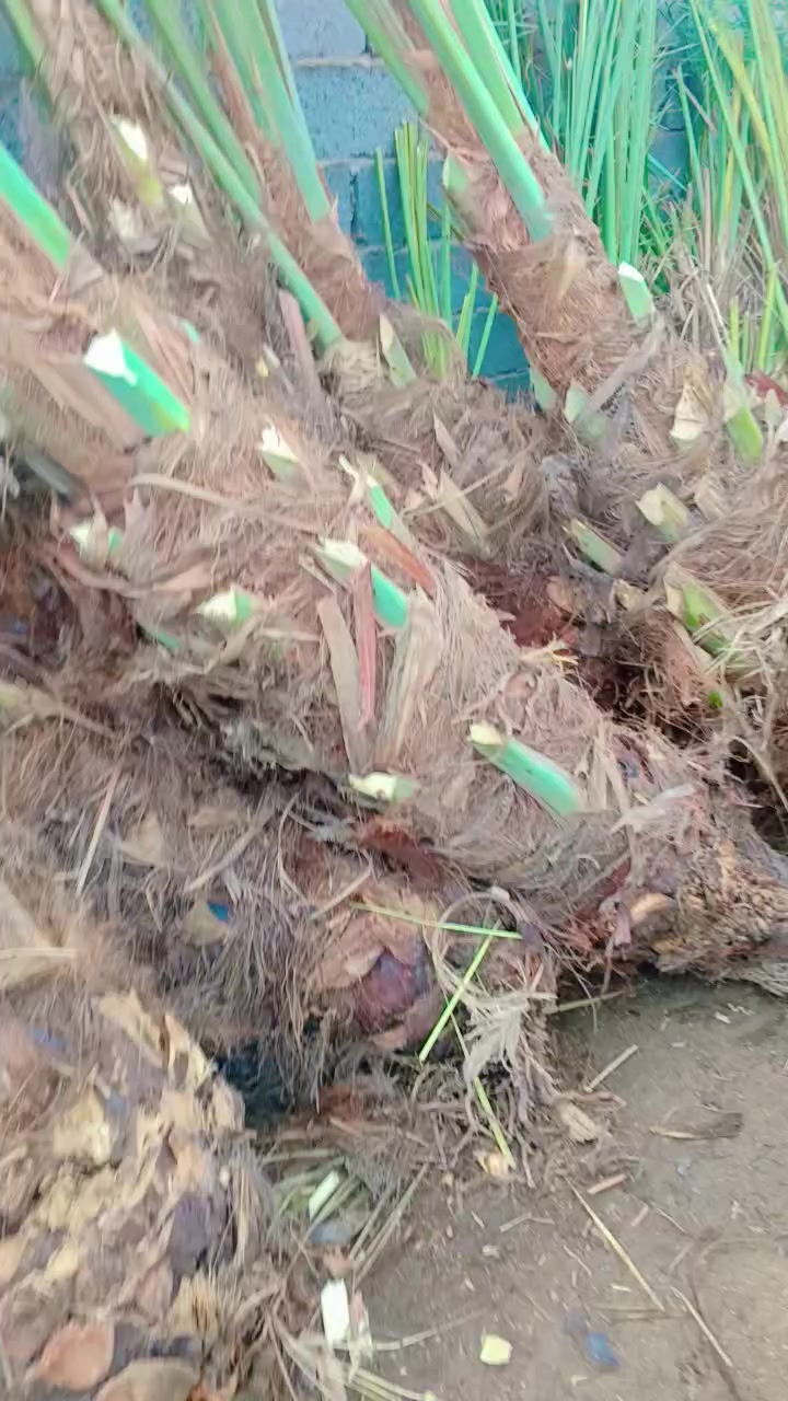 متوفر فسيل  بريم 35 فسيل ام دهن +بلكه***********/50
