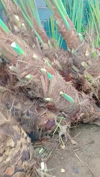 متوفر فسيل  بريم 35 فسيل ام دهن +بلكه07756066399/50