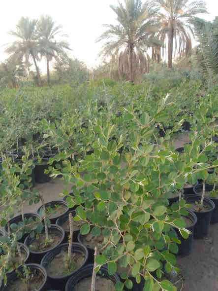 سدر مطعم تفاحي
سندانه 22 الارتفاع من شبر الئ 80سم
عنوان جزيره بغداد السياحيه مقابل البرج 
السعر 3000
جمله فقط 
***********
***********
