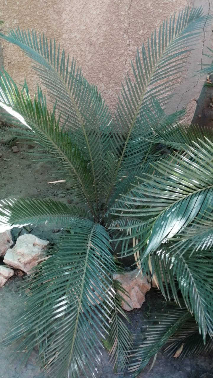 عندي نبته السايكس أحجام مختلفه اريد ابيعها
*********** هذا الرقم للي يريد يتواصل وياي
