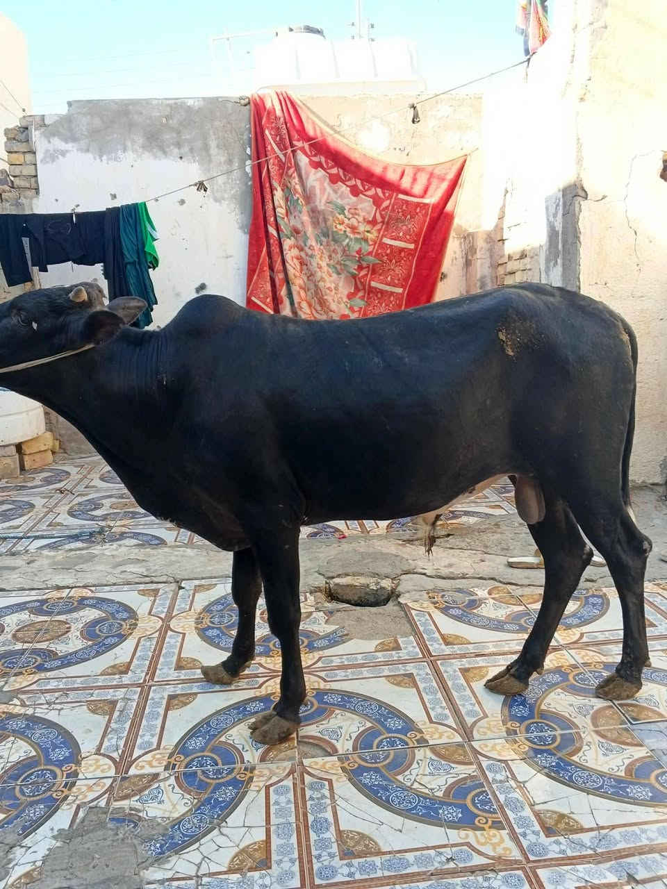عجل مكان بغداد بلحسينيه مال الراشديه   السعر 850 وبيهن مجال *********** مستعجل علي بيعته واتساب وتصال
