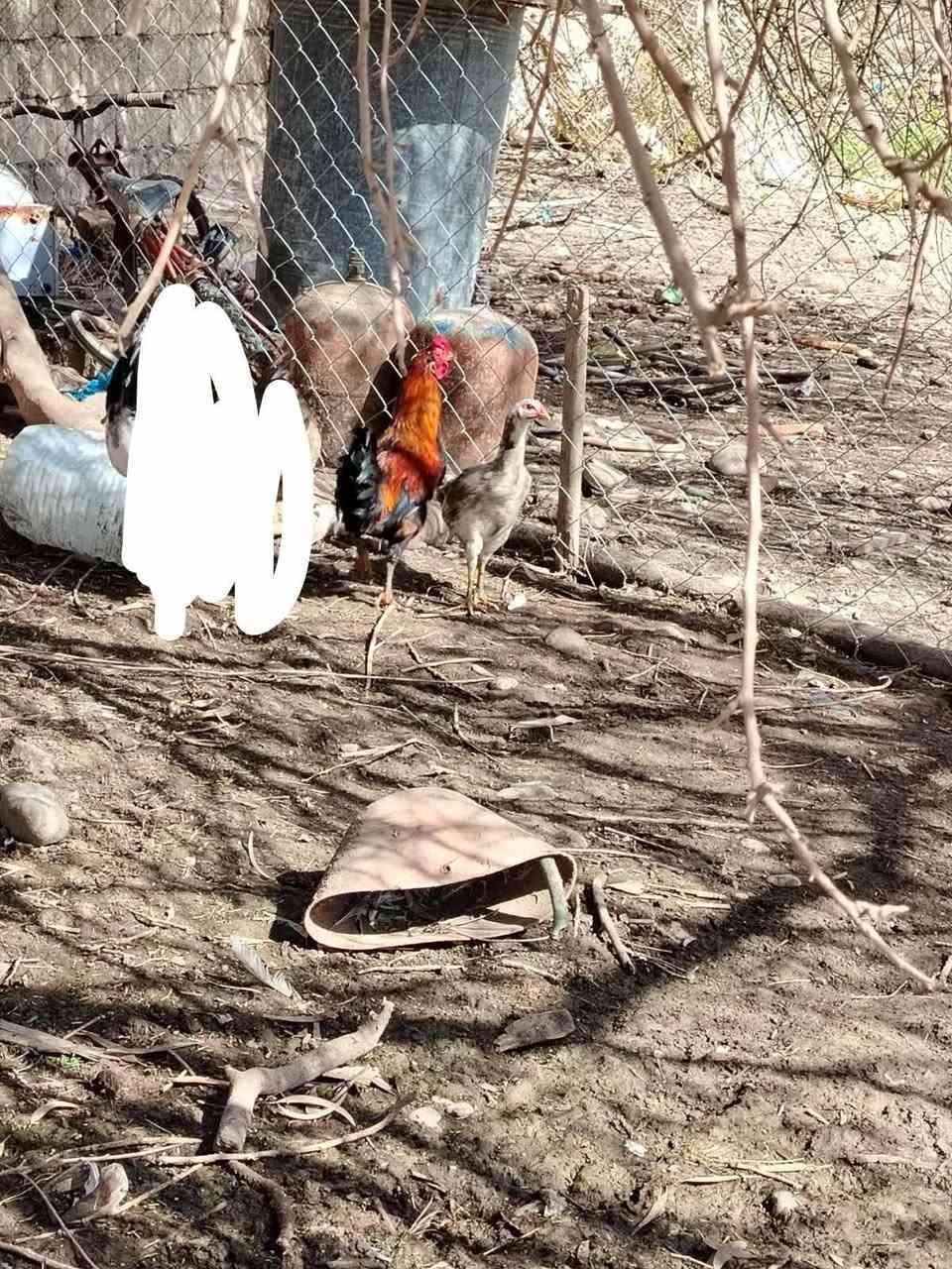 السلام عليكم
ديوكة دجاج العدد 3 
مالات السنه السعر 50 قفل 
الاتصال على الرقم ***********
