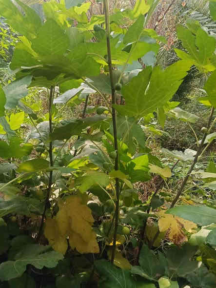 تين عرموطي الارتفاع متر نص إلى مترين سندان 21 العنوان كربلاء قضاء الحسينيه منطقة الابراهيميه جميع الشتلات حماله السعر 7000 للحجز مراسلة الصفحه *********** توصيل كميه فقط
