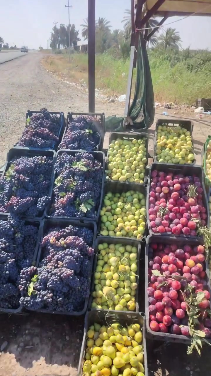 خيرات الديره وزرعنا طريق بلد سامراء نزل زرع أهلنا كل من بستان للبيع🤭🤭اخذت علاكة اخلص طريق طويل تفضلوا


**إذا كنت صاحب هذا الإعلان وتريد حذفه لأي سبب، رجاءا أرسل رسالة إلى الدعم الفني**