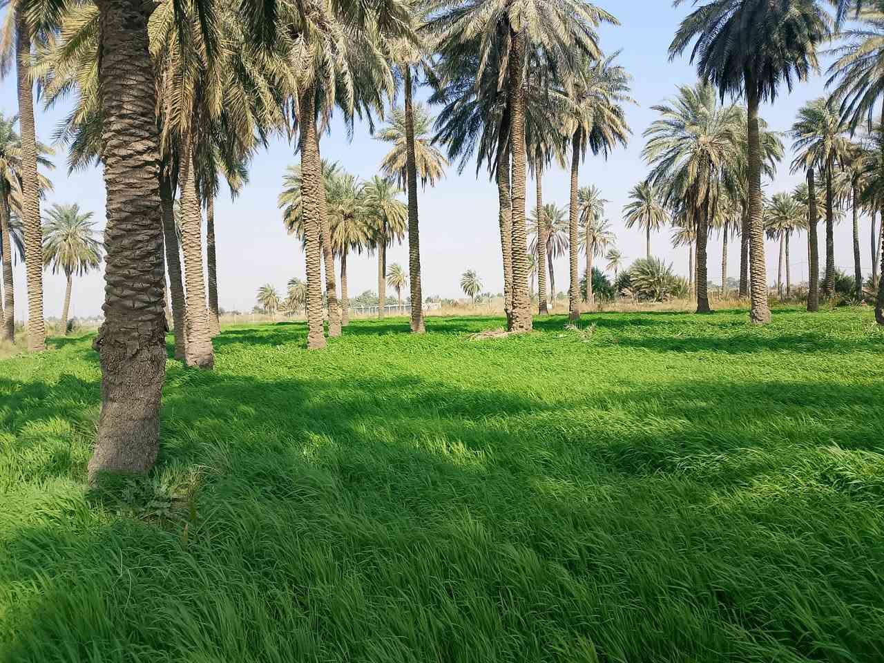 سلام عليكم يوجد أرض زراعيه البيع المساحة 5دونم العنوان كوت اليوسفيه للاستفسار ***********
