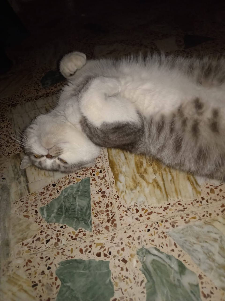 قط ذكر للتبني مجانآ 
عمره تقريبًا 3 سنوات مسوي عملية إخصاء
متعود على الليتر بوكس
نظيف وصحته زينة 
شخصيته هادئة بس يخاف بالبدايه من الغرباء ويحتاج وقت يتأقلم 
اللي مهتم  يراسلني
على هذا الرقم
***********
