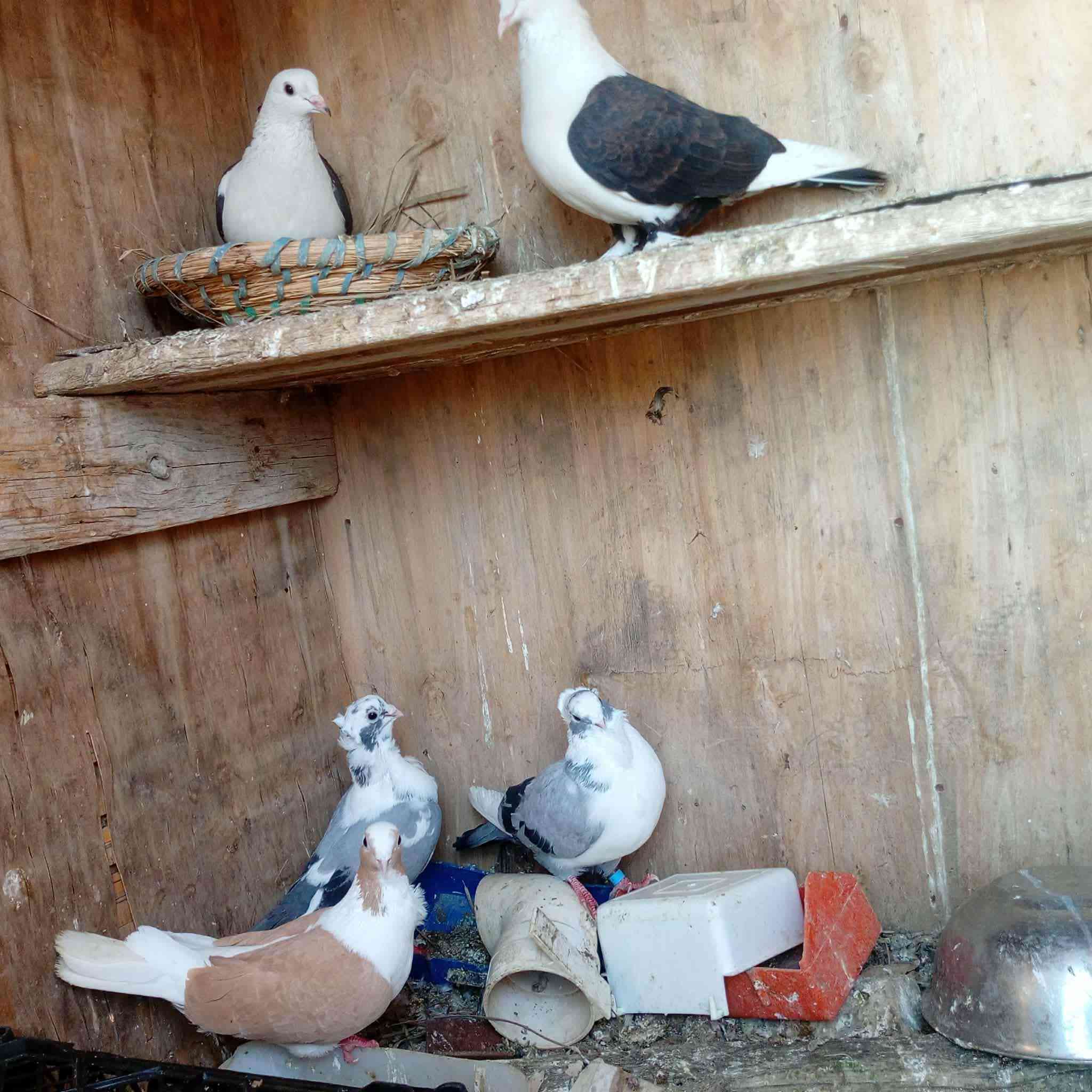 زوج جاوه وزوج قندوره مكان نساف وره جسر، بعلوان سعر ٦٥ 

متاح زوج شعل جواهن بيض ورافل ٣تكوك سعر ٤٥بيهن مجال قليل مكان نساف وره جسر بعلوان.... ***********
