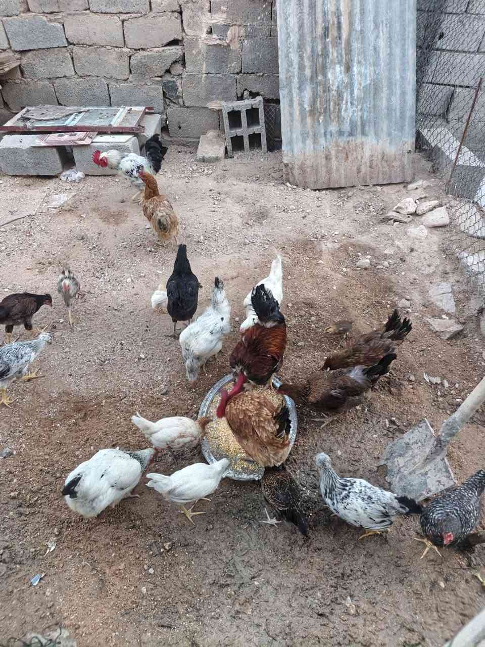 للبيع دجاج عدد 8 وديوكه عدد 2 واحد ابو ركيبه وصواصي ناجيات وملقحات  واكو دجاجتين وراهن صواصي 2 ودجاج بياض للبيع شلع مابيع مفرد الدجاج عل 14 والصواصي عل 8 مكاني الحي الصناعي


**إذا كنت صاحب هذا الإعلان وتريد حذفه لأي سبب، رجاءا أرسل رسالة إلى الدعم الفني**