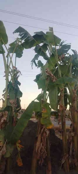 السلام عليكم 
توفر لدينا فسائل موز احجام كبيرة والكمية خير من الله 
مشتل جمال الهذال 
ناحية الزاب مفرق الصباغية 
***********
