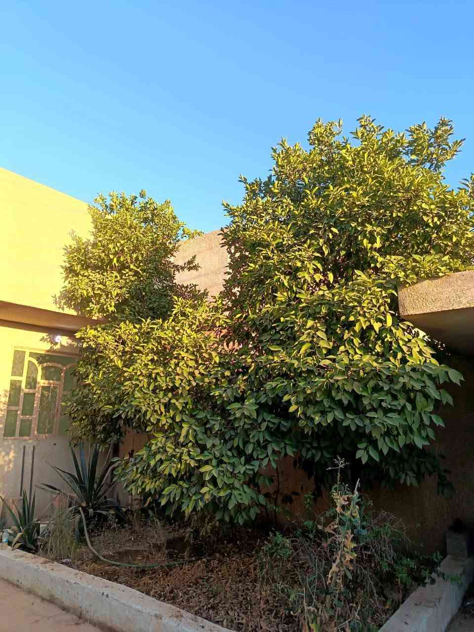 🏡 فرصة مميزة لامتلاك دار سكني في موقع ممتاز 🏡

📍 الموقع: حي الإمام – خلف ثانوية بغداد
📐 المساحة الكلية: 177 متر مربع
📄 صنف الدار: سند زراعي (25) تحويل مباشر

✅ حي متكامل الخدمات
✅ متوفر ماء وكهرباء
✅ شوارع مبلطة
✅ موقع هادئ ومناسب للعائلة
✅ قريب من المدارس والأسواق والخدمات العامة

💰 السعر: 42 مليون دينار عراقي قابل للتفاوض

للاستفسار والمعاينة:
📞 ***********

نسيم صفاء للعقارات
ثقتكم أساس نجاحنا
