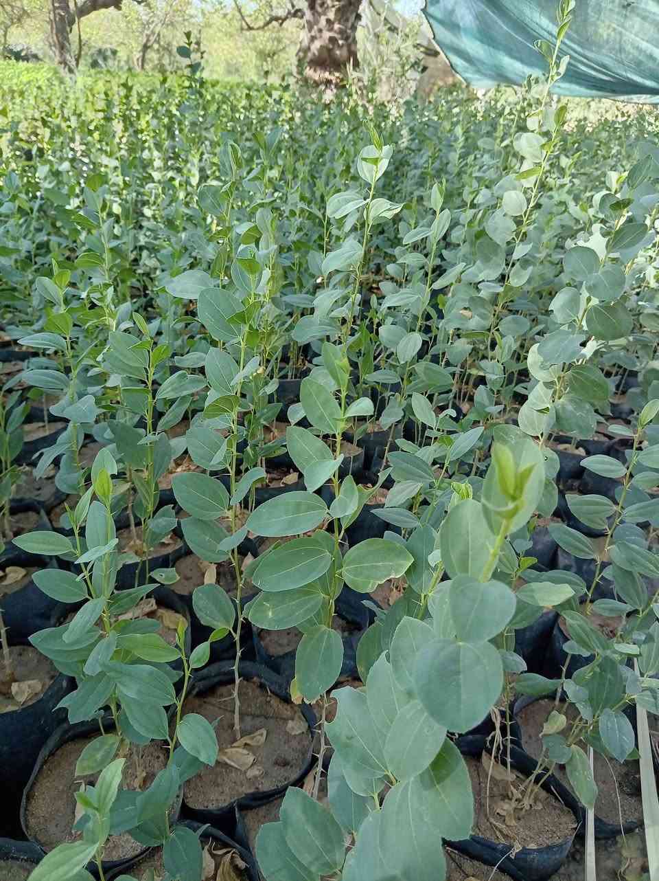 السلام عليكم يوجد سدر حشري مزروع بتراب
سعر الشتله الف دينار
ابيع جمله فقط من 100سندانه فما فوق 
العنوان البصره الدير غرب فيلق الثالث
***********
