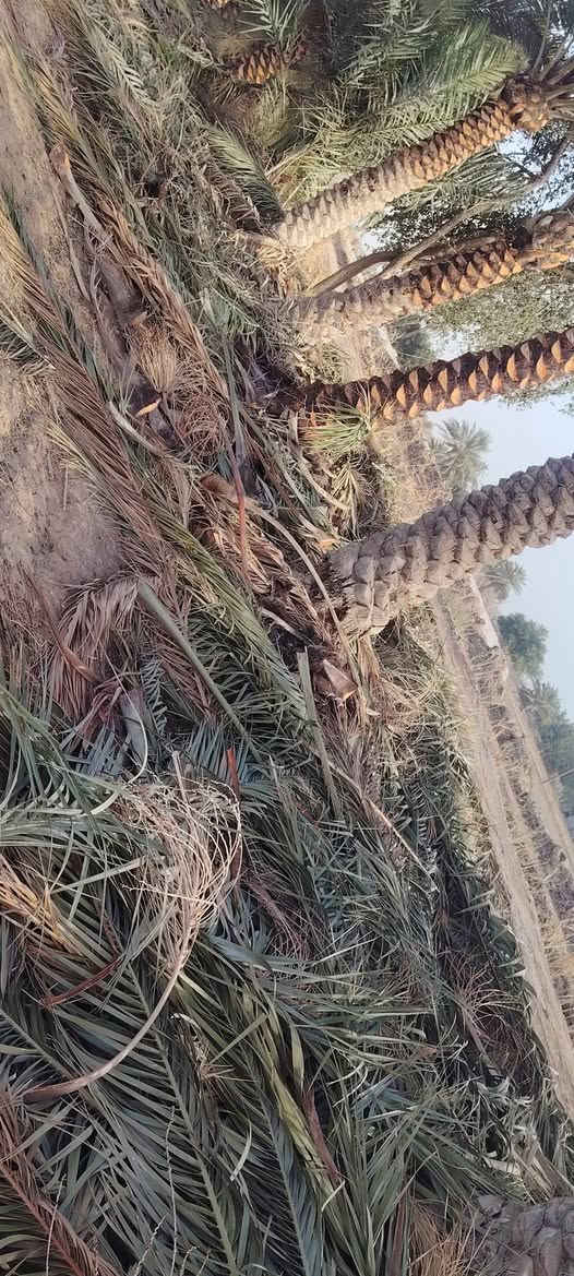 السلام عليكم يوجد حطب بسعر مناسب الي يريد يتصل للاستفسار
***********
