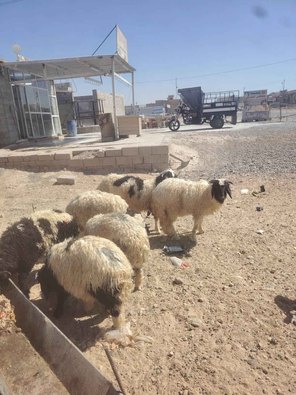 يوجد طليان للبيع  طليان خشنات وسمان المكان تكريت الديوم المحل مالتي مقابيل سوق الجمعه هدا رقمي ***********
