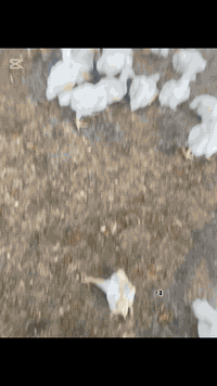 عيادة بيطرية • كورنيش السده • توصيل الرمادي