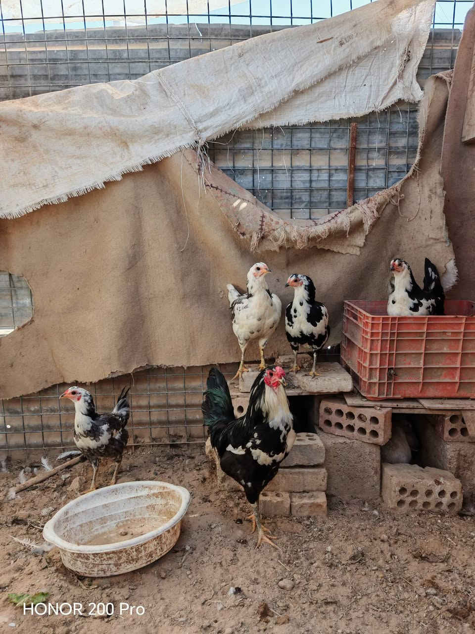 متاح ديك بوطاني و٥ دجاجات صلاح الدين تكريت للاستفسار ***********
