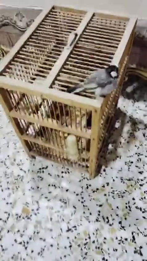 طيره بلبل مشجره العمر سنتين مامزاوجه مازاوجه ابد***********
