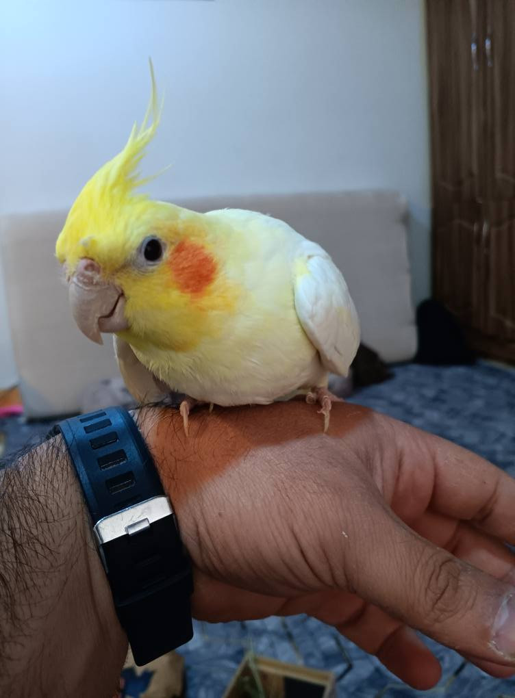 ئەم دووکۆکتێلە مێیەن ماڵین بۆفرۆشتن لەسلێمانی مشتەریت مسج بنێرن السليمانية, العراق


**إذا كنت صاحب هذا الإعلان وتريد حذفه لأي سبب، رجاءا أرسل رسالة إلى الدعم الفني**