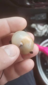 خرزه سليماني قديمه البيع سعر ع الخاص ٠٧٧٤٨١٢٢٨٠٥