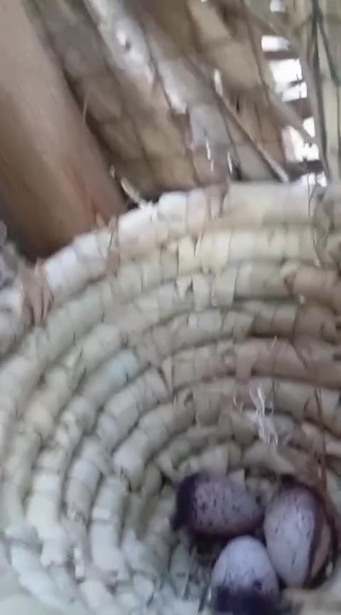السلام عليكم زوج بلابل للبيع مضمونات الطيور والسعر 100 او بيها المجال قضاء المدينه بني اللي يريدهن بخدمته وهذا تصويرهن


**إذا كنت صاحب هذا الإعلان وتريد حذفه لأي سبب، رجاءا أرسل رسالة إلى الدعم الفني**