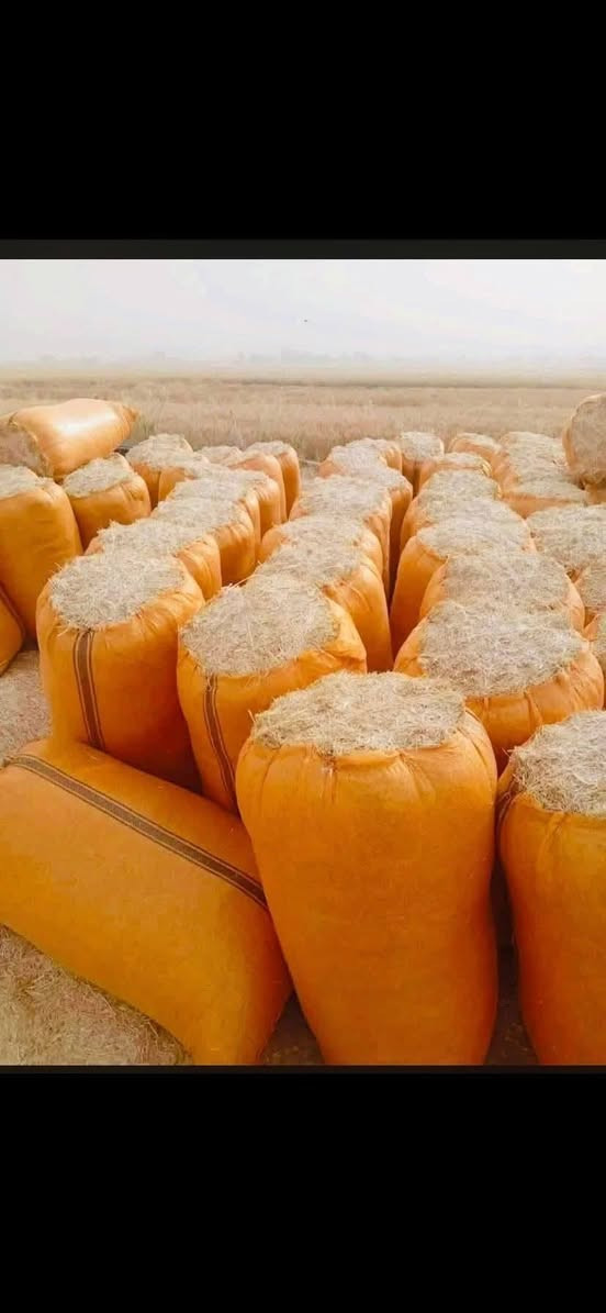 تبن مطحون واصل جميع محافظات العراق جمي أحجام الجيس موجود كل حجم اله سعر ترس فول وتبن نضيف شرط للاتصال واتساب أو اتصل ***********
