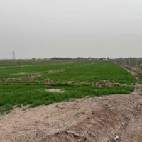 حله ورديه • ٧ دونم • طابو زراعي